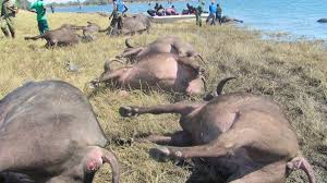 Namibie : une centaine de buffles se noient dans la rivière Chobe