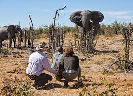Kenya : 9,3 millions de dollars nécessaires pour indemniser les victimes d’attaques de la faune sauvage