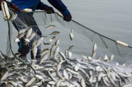 Kenya : les importations de poissons en chute de 44 % en 2024 (KeFS)